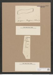 Pleurosigma balticum (Ehr.) W.Sm. (de-Toni-Nr.: Genus 13, Species 1063) Zeichnungen Sammlung Grunow Nr. 1916 (NHMW-BOT-W0369042)